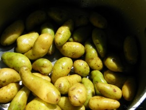 Fingerling potatoes